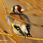 The European Goldfinch