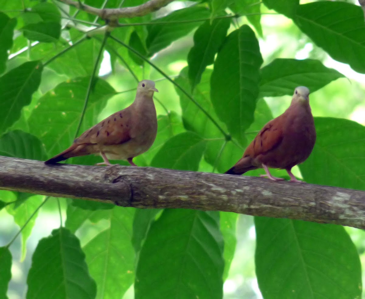 Ruddy Ground Dove - Tortolita - Tierrerita - Cocochita