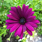 Purple Osteospermum flower