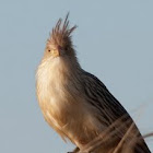 Guira cuckoo