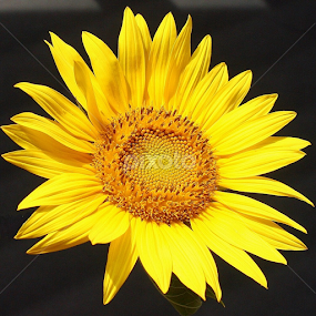 Sunflower on Black by Sherri Woodbridge - Flowers Single Flower