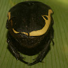 fruit chafer scarab