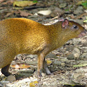 Agouti