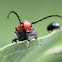 red milkweed bug