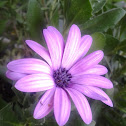 Osteospermum