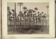 Runderen tussen palmen