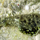 Black-spotted sea hare