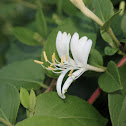 Honeysuckle