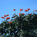 African tulip tree