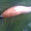 Giant slug