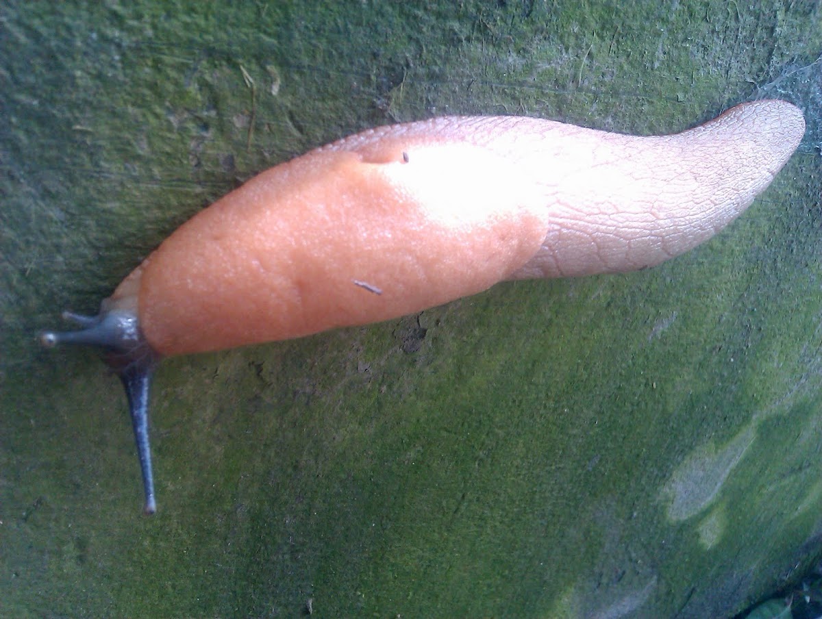 Giant slug