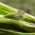 Treehopper nymph