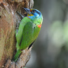 五色鳥 / Muller's Barbet