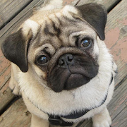 Pugs Dog Wallpapers 1.0 Icon
