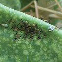 Cactus Bug Nymph