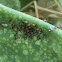 Cactus Bug Nymph