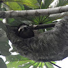 Brown throated three toed sloth