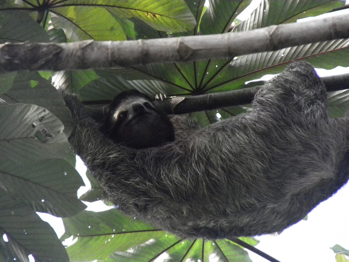 Brown throated three toed sloth