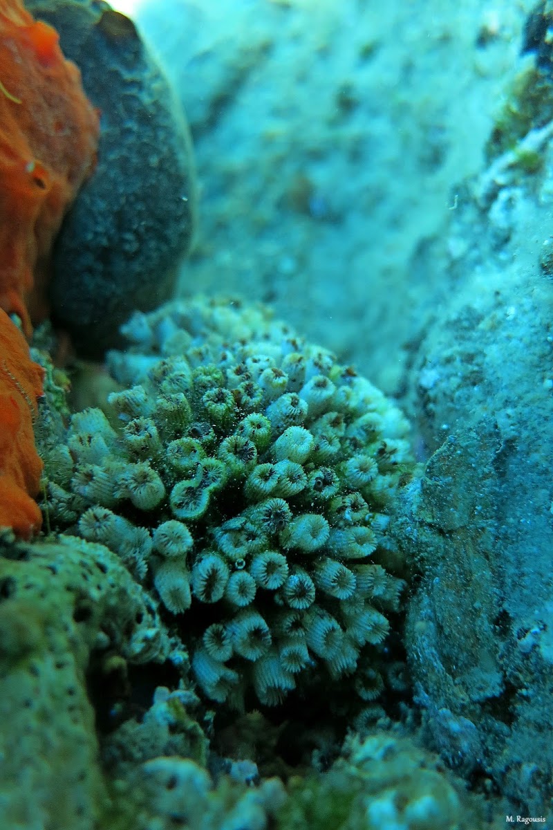 Pillow Coral