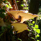 Dryad's Saddle