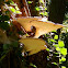 Dryad's Saddle