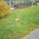 Cottontail rabbit