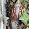 Giant African Snail