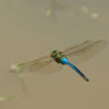 Common Green Darner dragonfly (male, in flight)