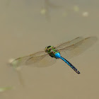 Common Green Darner dragonfly (male, in flight)