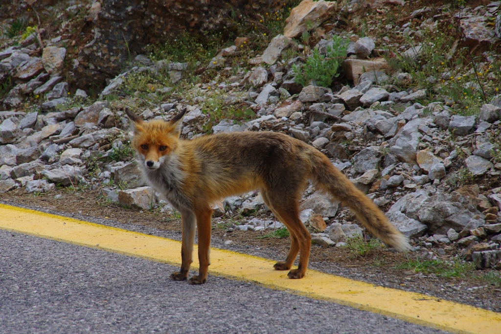 European Red fox (Αλεπού)