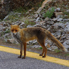 European Red fox (Αλεπού)