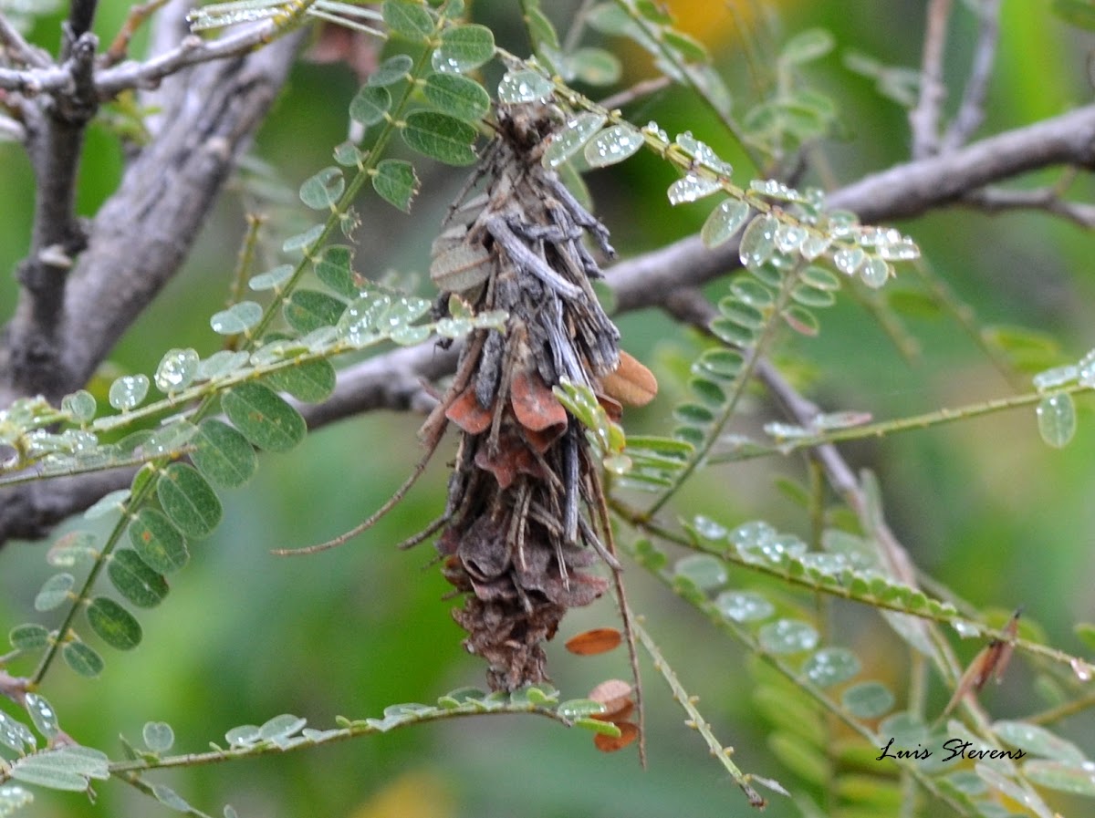 Case Moth cocoons