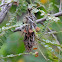 Case Moth cocoons