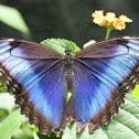 Common Blue Morpho