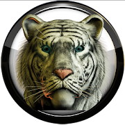 Poweramp skin white tiger