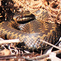 European adder