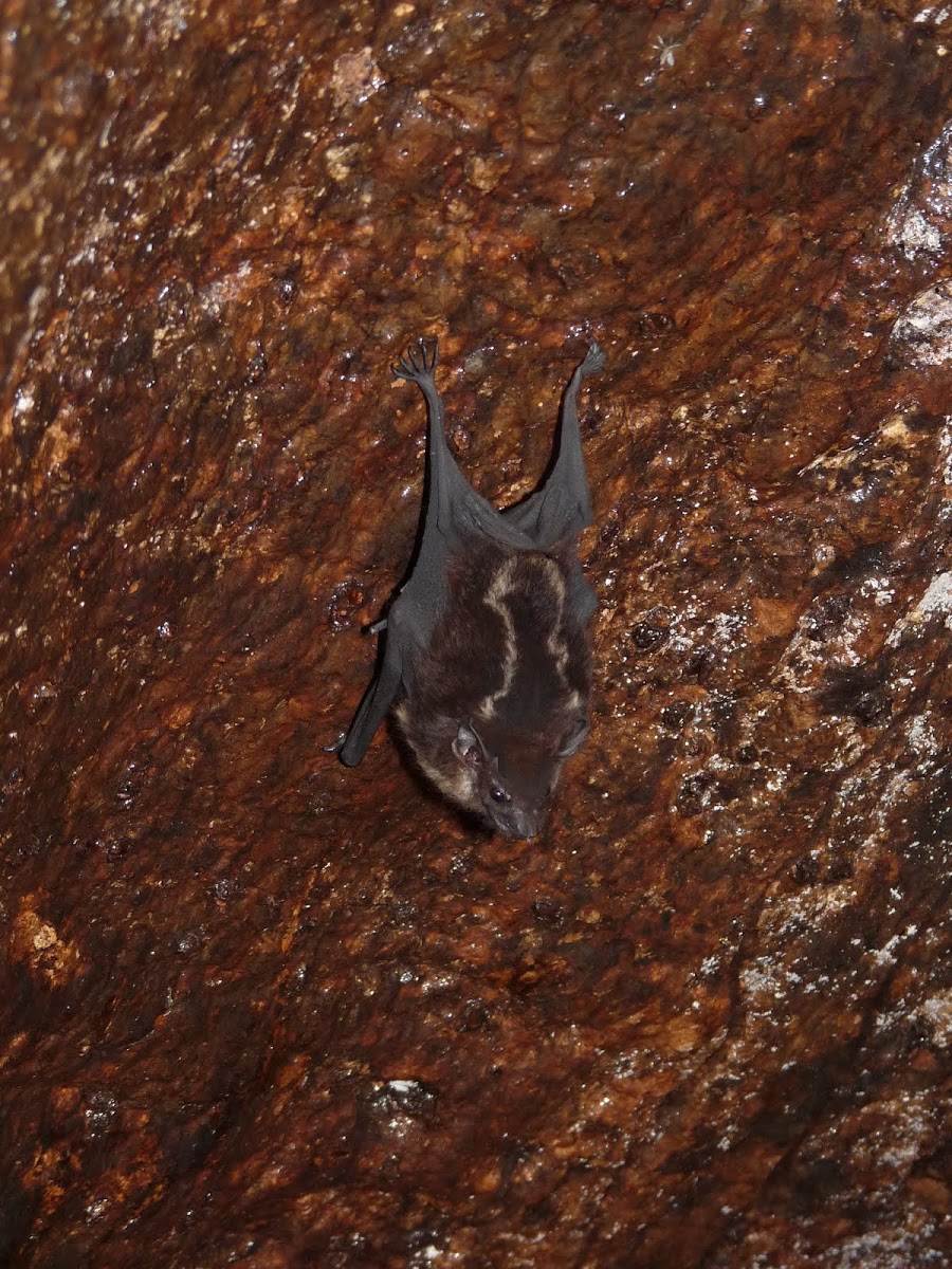 Great White-lined Bat