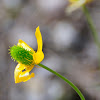 Ranunculus ollissiponensis