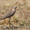 Spotted Stone Curlew