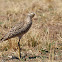 Spotted Stone Curlew