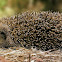 Erizo europeo (European Hedgehog)