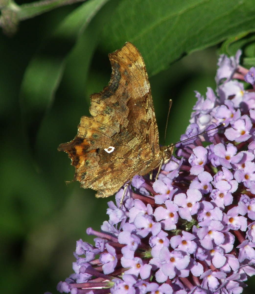 Comma butterfly (wings closed)