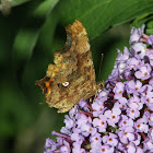 Comma butterfly (wings closed)