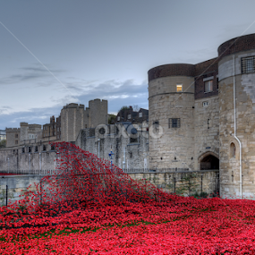 Poppies at Tower of London Sunrise by Bill Green - Buildings & Architecture Public & Historical