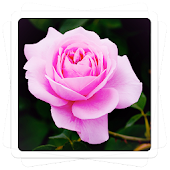 Aviary Effects: Love