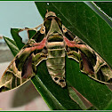 Oleander Hawk Moth (Male)