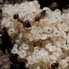 unknown ants with larvae