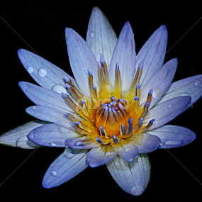 Flower after rain by Hindra Komara - Flowers Single Flower