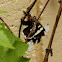 Australian grapevine moth - female