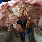 Brown Box Crab